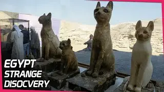 Bizarre Bug and Cat Mummies Discovered in a Mysterious Place in Egypt