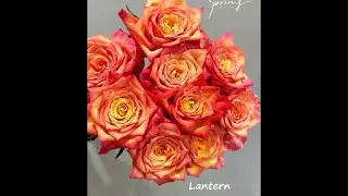 SagarsRoseGarden is live