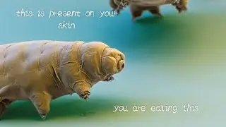 tardigrade| small creature