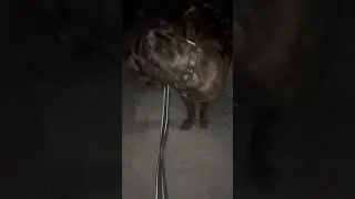 BRO THINKS HES A DOG NOW… 😅 #canecorso #trending #cat  #shorts
