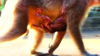 Incredible Motherly Love: Mama Meya Carries Her Newborn Close While Climbing the High Column
