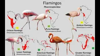 Six Species of Flamingos 🦩
