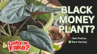 Black Money Plant for Home  | Rare Money Plant Varieties & Decor Ideas