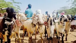 పెబ్బేరు సంతలో పొట్టేళ్ల రేట్లు-pebbair rams market-pebbair sheeps market-sheeps videos-sheep mandi