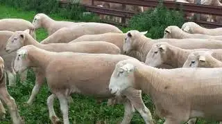 Kismet WhiteSuffolk rams for sale 2020