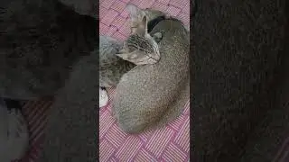 #mother cat cute kitten sleep on the pillow#