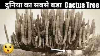 World Biggest Cactus Tree🌵 | Jagantic Cactus Tree Amazing Fact |  #Shorts #Jaganticcactus #Trending