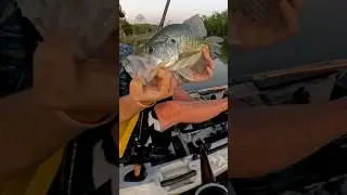 CHUNKY Cedar Creek Crappie! #cedarcreek #crappiefishing #crappie #fishing #kayakfishing