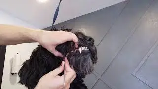 Как удалить зубной камень с зубов собаки