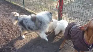 27 3 2019 Hundepension Schlappm&uuml;hle
