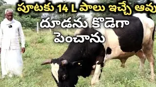 I developed high milking breeding bull/ 14 లీటర్ల పాలు ఇచ్చే ఆవు దూడను కొడెగా పెంచాను