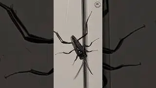 Parasitoid Wasp 🐜😁😆😃#Animals #viralvideo
