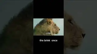 The Decline of Lion Populations!