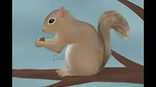 Squirrel