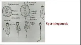 Stage 2  Spermiogenesis