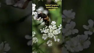 Spottef longhorn beetle/Rutpela maculata