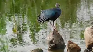 18 09 2022  3 S  Padpath Rankala Lake  kop b 2
