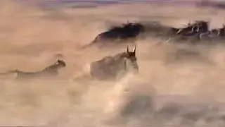 Cheetah Hunting Wildebeest | Big Cat Diaries | BBC Earth