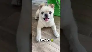 Oops! #petsofworld #petsoftiktok #dogsshortvideos #dogshorts #cutedogpuppy #cutedogsdaily #dogs