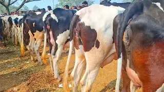 ১৬/০১/২৬/সোনাইচন্ডি গরুর হাট থেকে সর্বোচ্চ কোয়ালিটি সম্পন্ন ৮/৯ মাসের প্রেগনেন্ট ও বাচ্চা সহ গাভী 