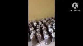 Выращивание грибов в штате Эбони