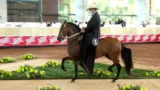 FARADULA DE LOS TEMPLARIOS, SEGUNDO PUESTO 60 A 78 MESES TROTE Y GALOPE EXPOORIENTE GRADO A 2022