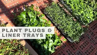 Starter Plants for A Small Nursery | Unboxing Liner Trays and Getting Started With Plugs