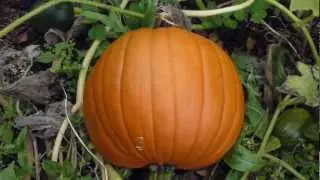 Pumpkin - Grasker - Sumarbl&oacute;m - Matjurt  -  N&aacute;ttskugga&aelig;tt - Aldin