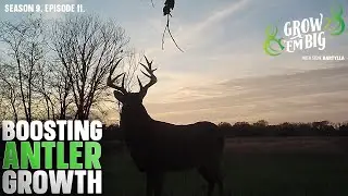 Boosting Antler Growth