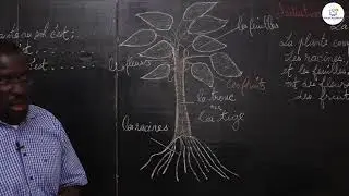 Cours - CE1 -  IST:   La plante   / M. Gu&egrave;ye