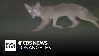 Playa del Rey residents address concerns as coyote sightings become more regular