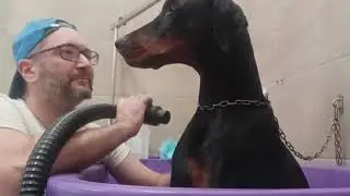 Dobermann#cane #germanshepherd #adottare #pets #animals #dogtraining #canedaguardia