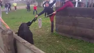 30 Novembre 2025 Course De Taureaux/Vaches Après-Midi À La Manade Varona 2- Vache
