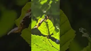 Dragonfly! ❤️ Richard Wagner Monument! Pirna! Germany!