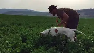 Asper Artegerd a výcvik na křepelce