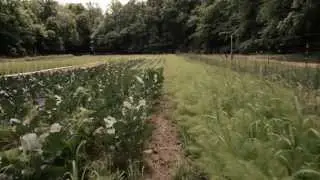 Pure Pizza Visits Poplar Ridge Farms!