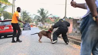 DOG STOPS THIEF INSTANTLY &ndash; You Won&rsquo;t Believe This!