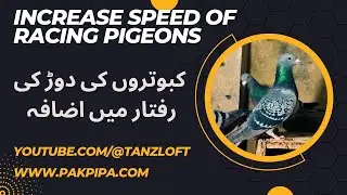Увеличьте скорость гоночных голубей. #kabootar #pigeonlove #tanzloft #racinghomers #racingpigeons...