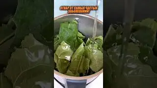 Мало кто знает о пользе этих листьев!