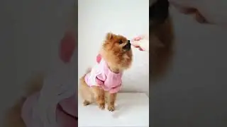 Calm Your Pet  Beat Separation Anxiety!
