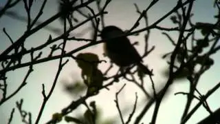 1 Willow Tit singing