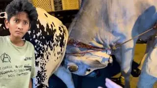 Humari Cow Ki Larai Hogyi Angry Bull Se 😡