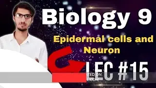 Class 9 Biology | Cell specialization: Epidermal cells and Neuron | Lec#15 New book