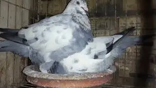 Original Tiger Grizzle Pigeon