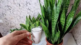 ÇİÇEKLERİM ÇILDIRDI😉 BİTKİLERNİZ COŞMYORSA BİRDE BUNU DENEYİN