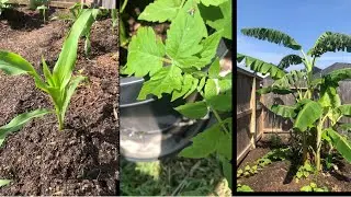 My Texas Garden Update Plantain okra corn Ugu Leaves Uha Leaves Ede Yam Bitter Leave Nchuanwu