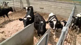 Feed Conversion Efficiency Trial