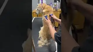 Buddy the Golden Retriever Deshedding by The Super Groomer #doggroominglife #dog #grooming