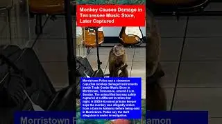 Monkey Causes Damage in Tennessee Music Store, Later Captured