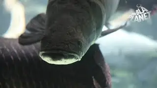 Ældgammel fiskeart på Den Blå Planet har levet sammen med dinosaurerne